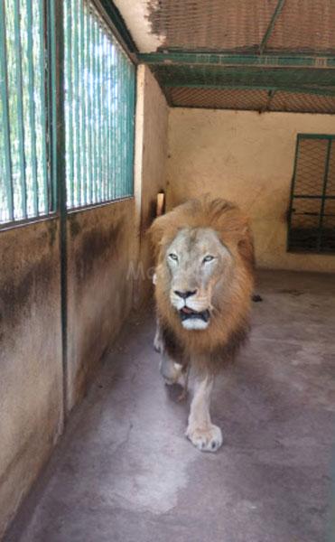 Zoo de Garoua maresa voyage